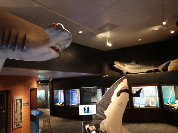Sharks Exhibit Flandrau