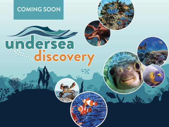 undersea discovery