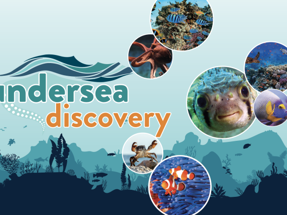 undersea discovery