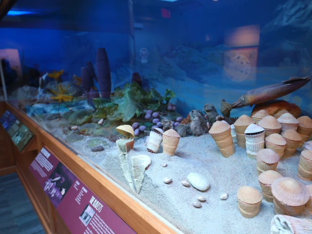 fossil corner shells