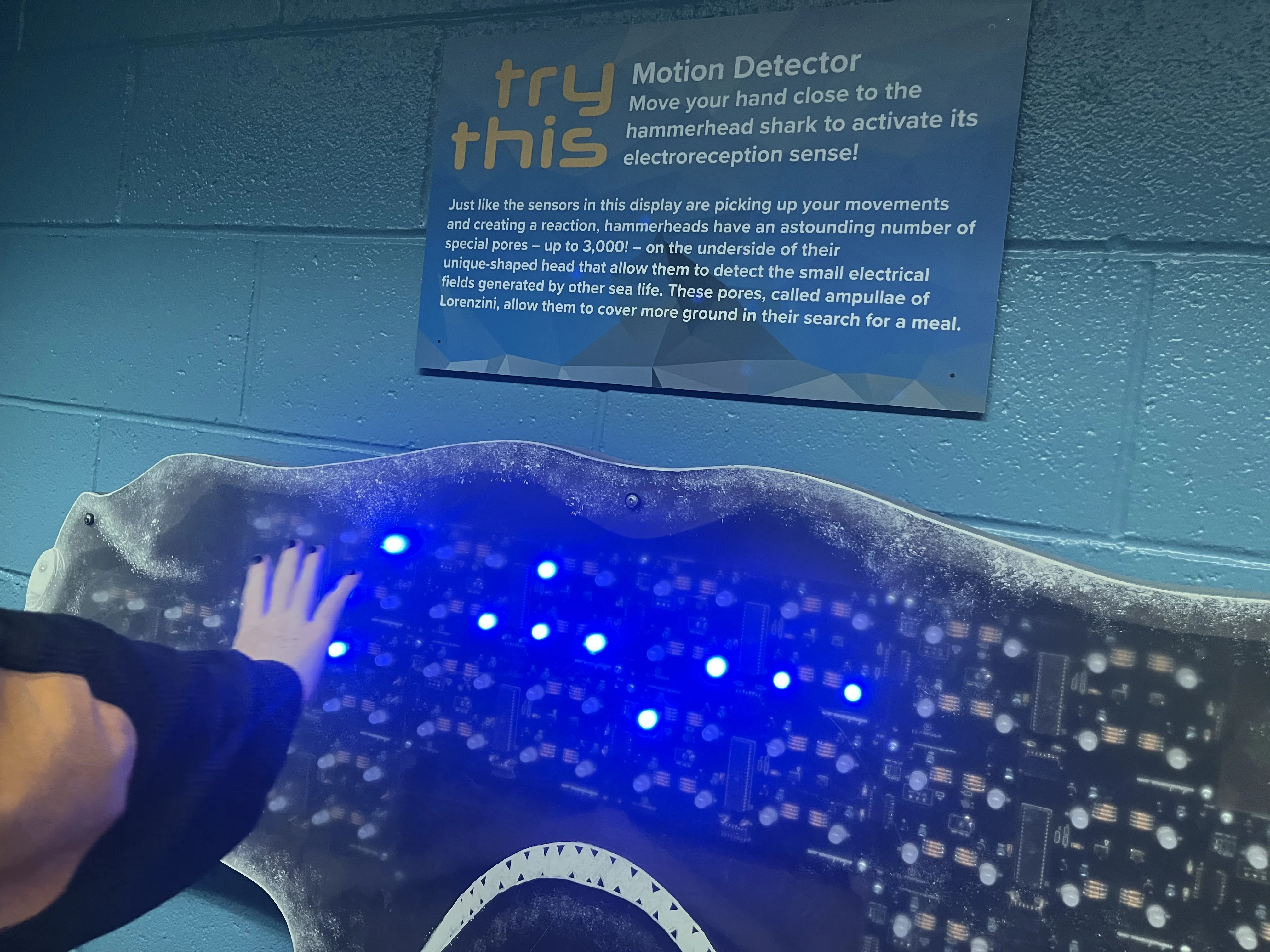 A hand moving across a hammerhead shark exhibit