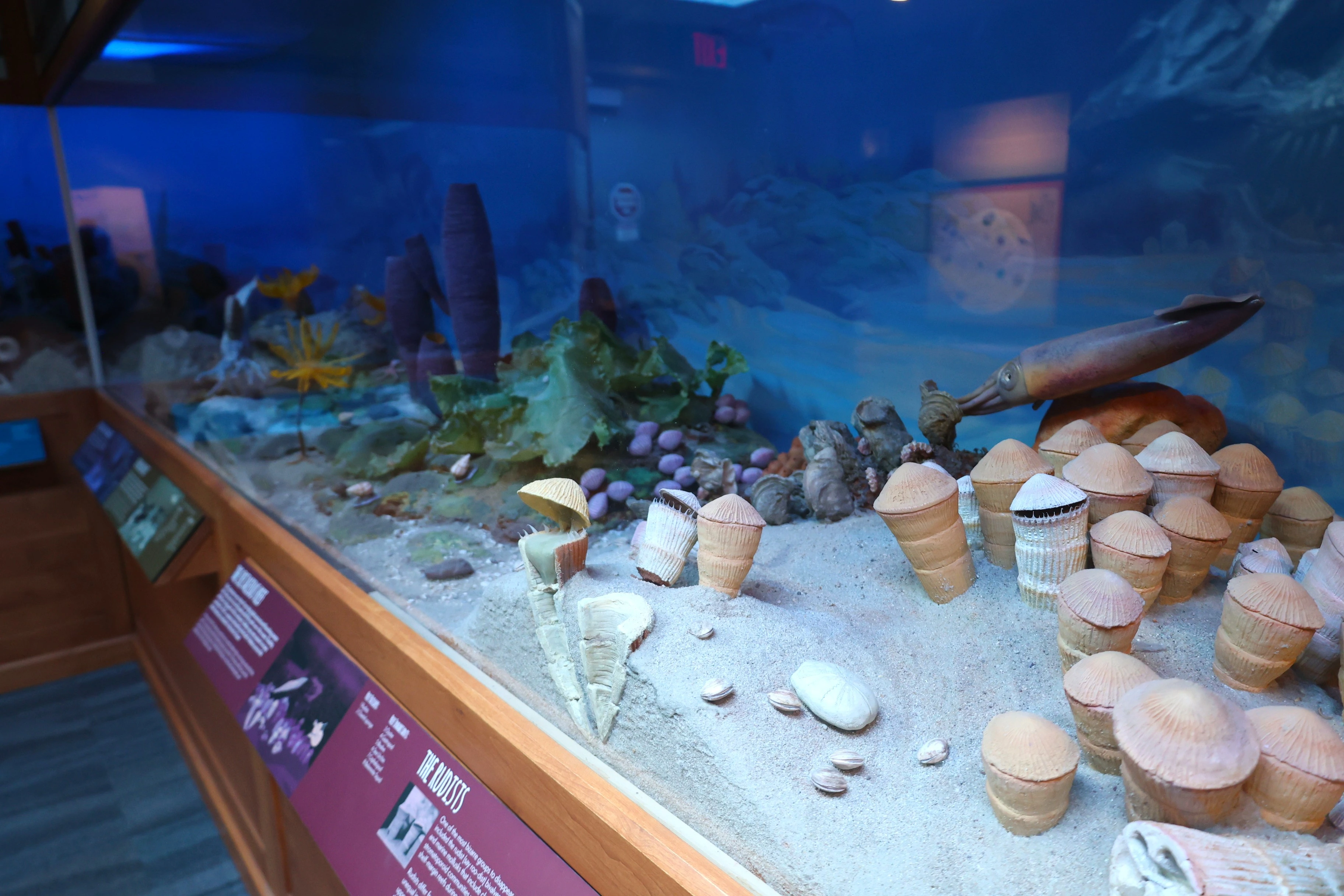 fossil corner shells